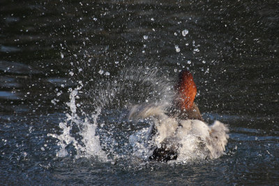 Common Pochard, male
