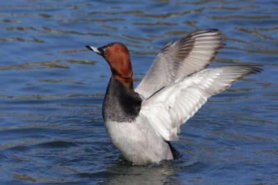 Common Pochard, male