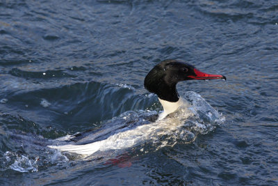 Goosander, male