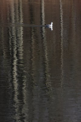 Limmat river