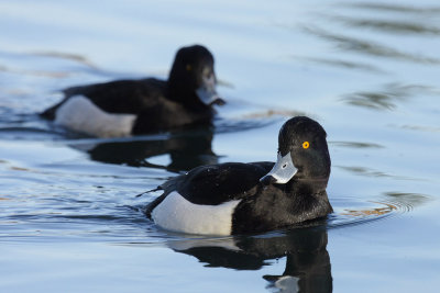 Tufted duck, male