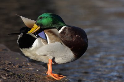 Mallard, male