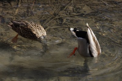 Mallard, male and female