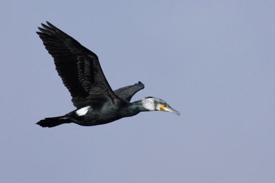 Cormorant