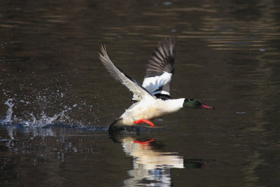 Goosander, male