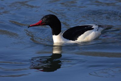 Goosander, male