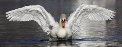Mute Swan - Bathing