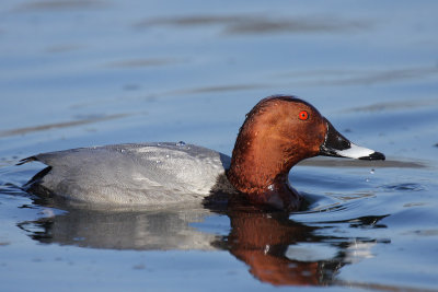 Common Pochard, male