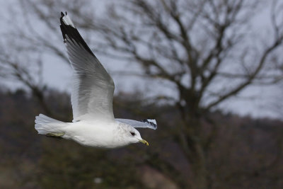 Mew Gull