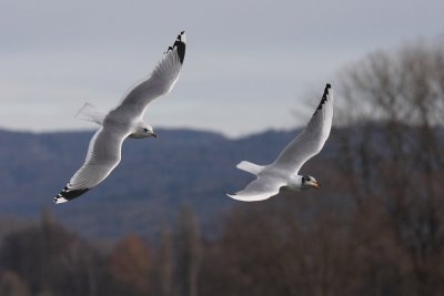 Mew Gull chasing a blackheaded gull