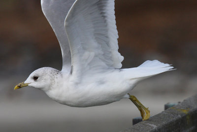 Mew Gull