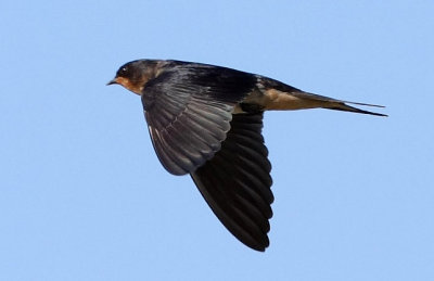 Barn Swallow (100% crop)