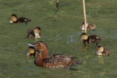 Common Pochard - female with young