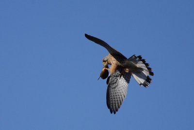 Common Kestrel, male, with mouse