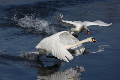 Mute Swan