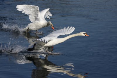 Mute Swan