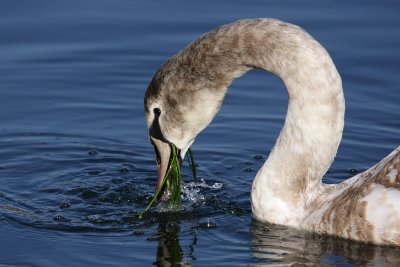 Mute Swan