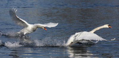 Mute Swan