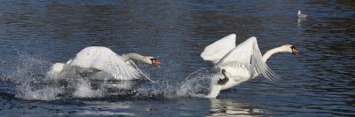 Mute Swan