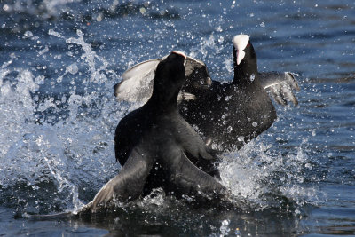 Coot - Fighting