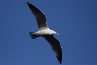 g5/93/522693/3/99230274.FyaghMJd.jpg