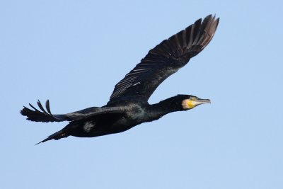 Cormorant