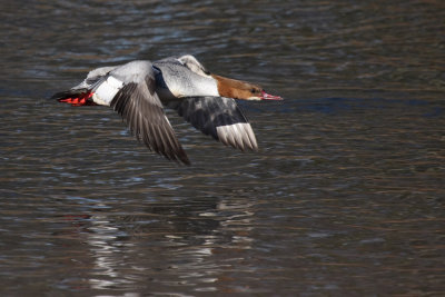 Goosander, female