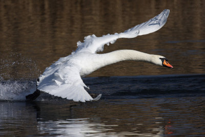 Mute Swan