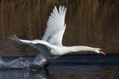 Mute Swan