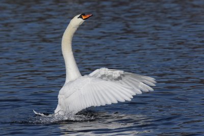 Mute Swan - Bathing