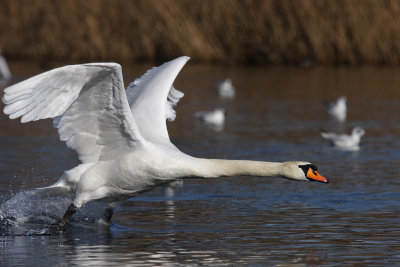 Mute Swan