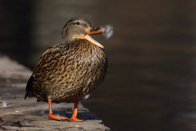 Mallard, female