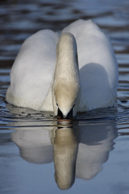 Mute Swan
