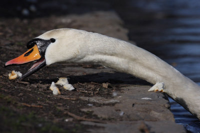 Mute Swan  - Feeding