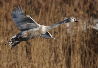 Mute Swan