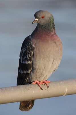 Feral Pigeon