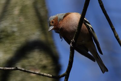 Common Chaffinch, male