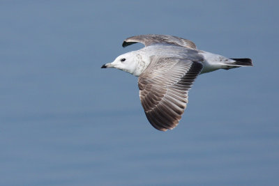 Mew gull, 2Y