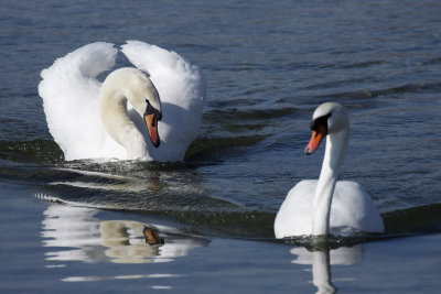 Mute Swan