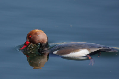 Red-crested Pochard