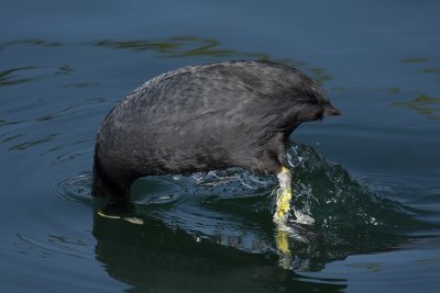 Coot, diving for water plants