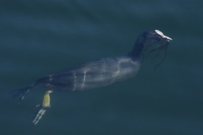 Coot, diving for water plants