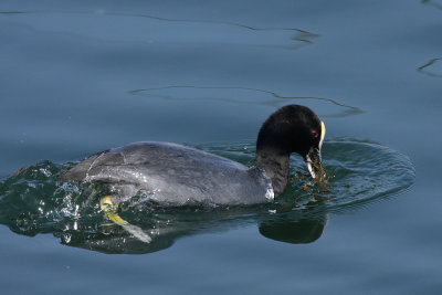 Coot, feeding on water plants