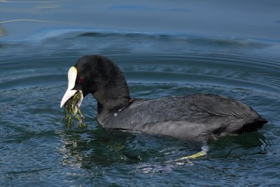 Coot, feeding on water plants