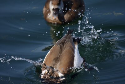 Red-crested Pochard