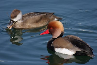 Red-crested Pochard, male and female