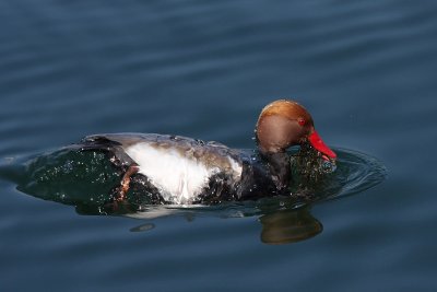 Red-crested Pochard