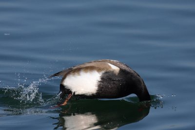 Red-crested Pochard