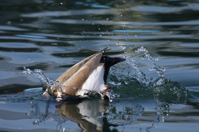 Red-crested Pochard