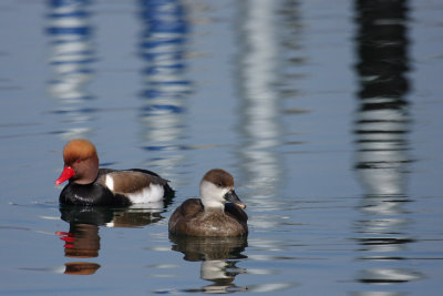 Red-crested Pochard, male and female